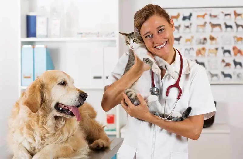 تخصص الطب البيطري